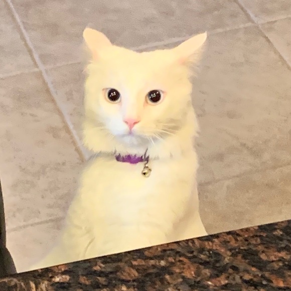 COPY - Meet your Posher, Martin - Picture 1 of 1